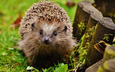 Porcupines Need Hugs, Too!