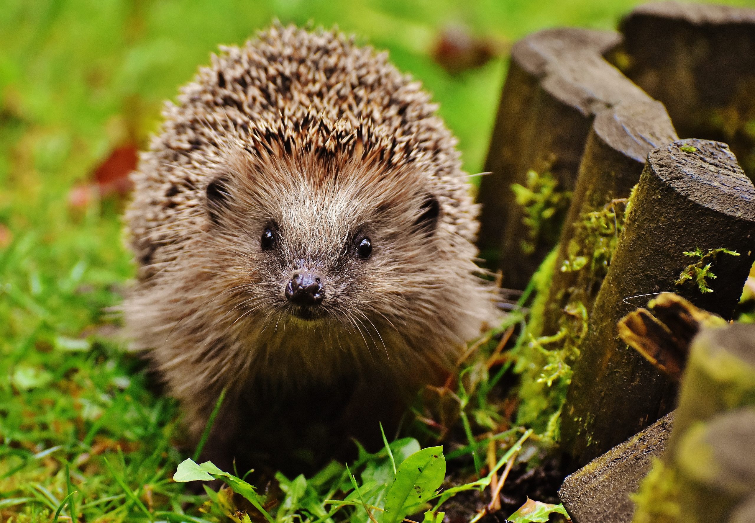 Small spiky porcupine